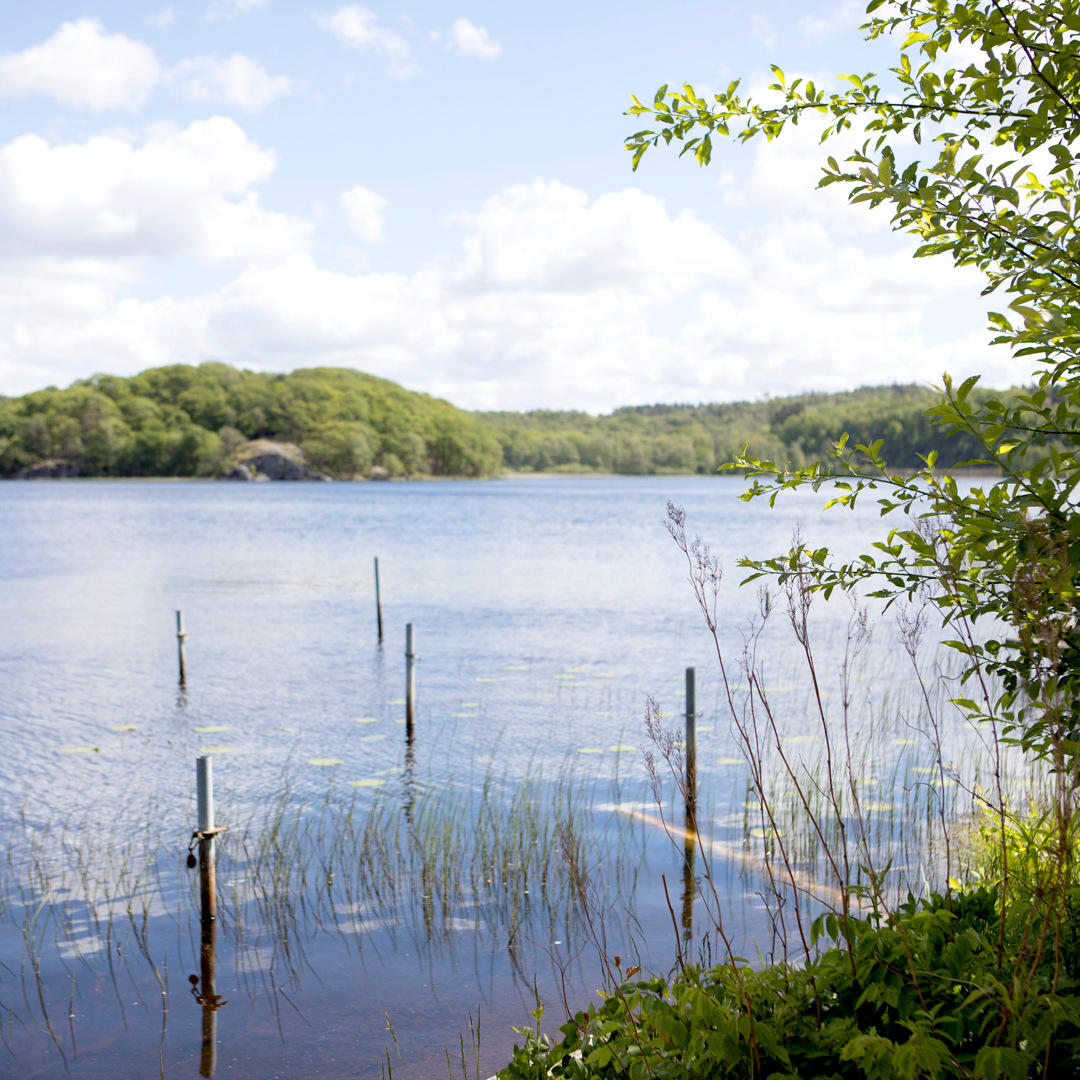 En stor vattensamling omgiven av träd.