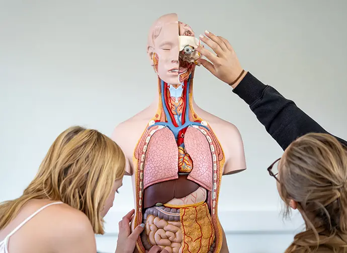 Elever undersöker detaljer på anatomisk modell och studerar kroppens organ.